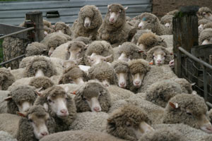 manysheep2.jpg